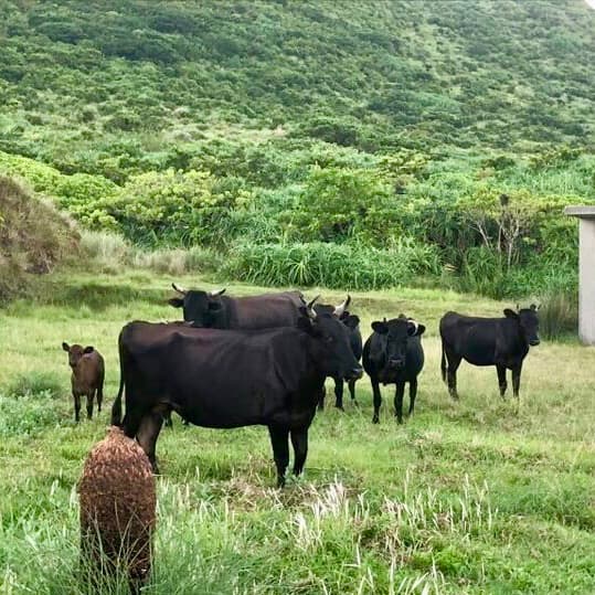 石垣牛ファーム