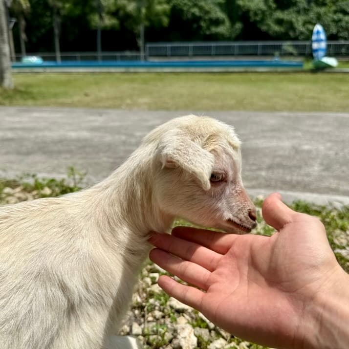 島ヤギふれあい体験