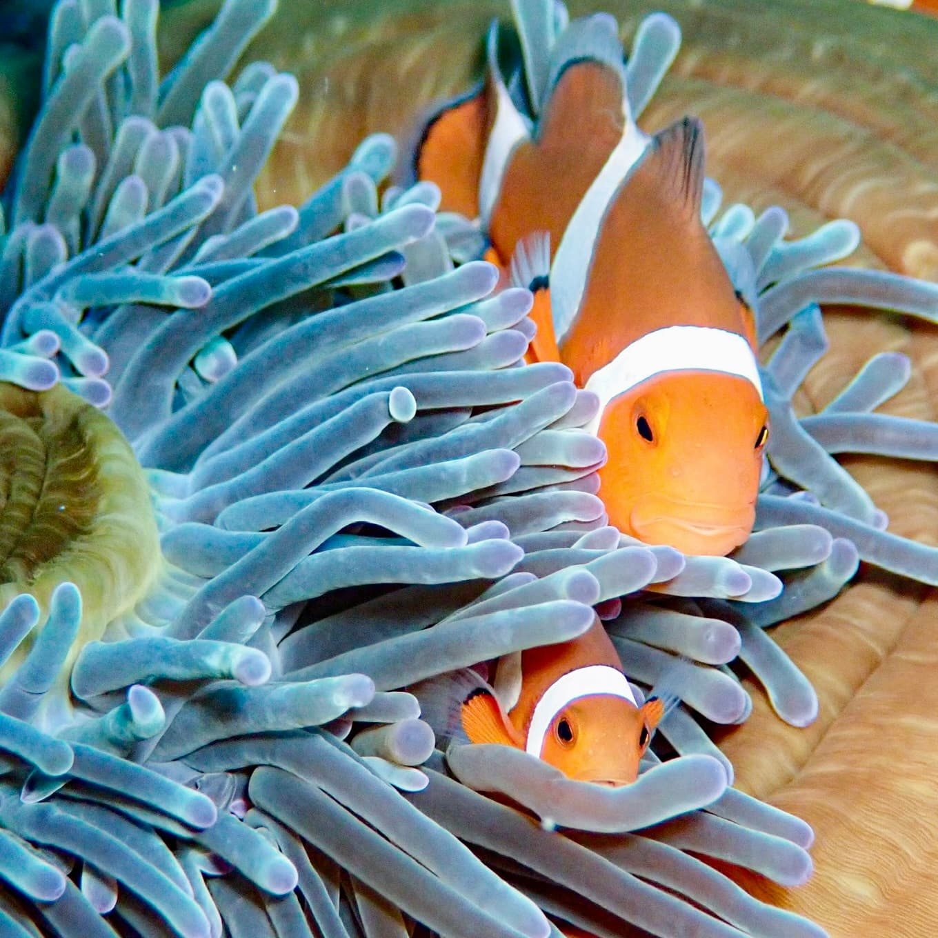 ナイトシュノーケル